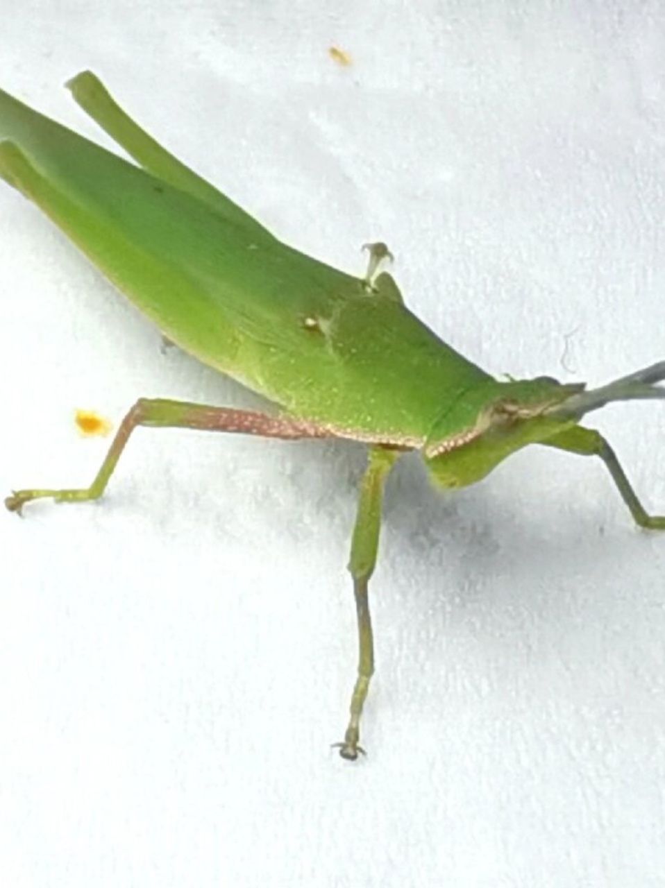 不过,蚱蜢和蝗虫也有一些区别.