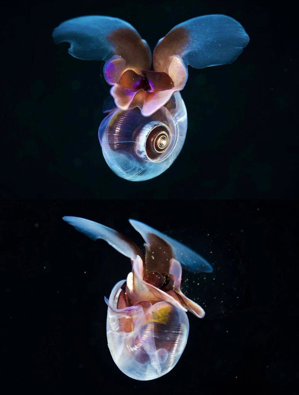 深海无界|遇见海蝴蝶03  朋友们99,今天我要给