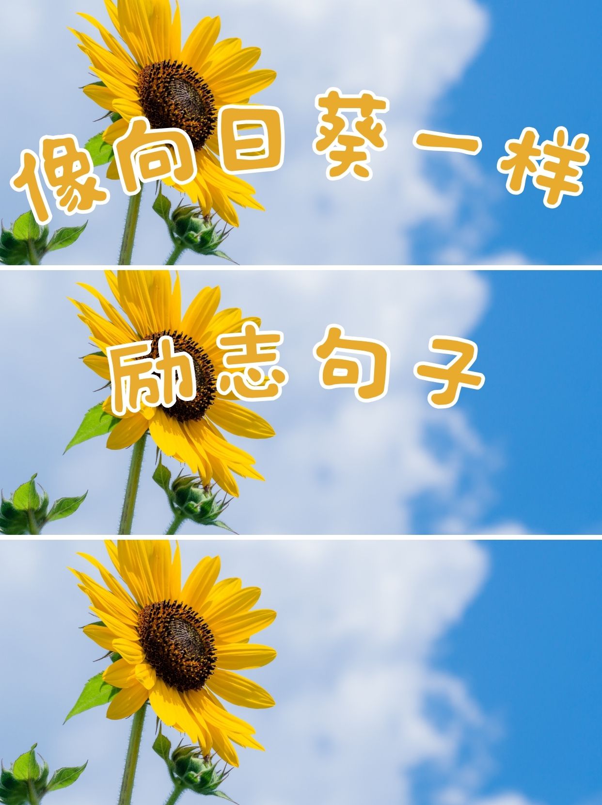 像向日葵一样励志句子