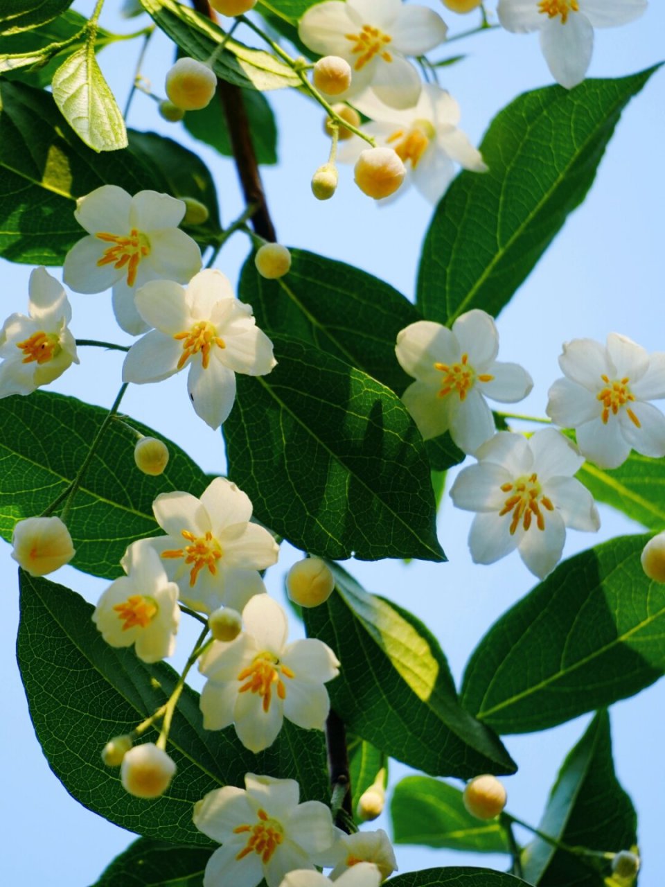 植物:大花野茉莉  大花野茉莉,听名字就让人心生向往.