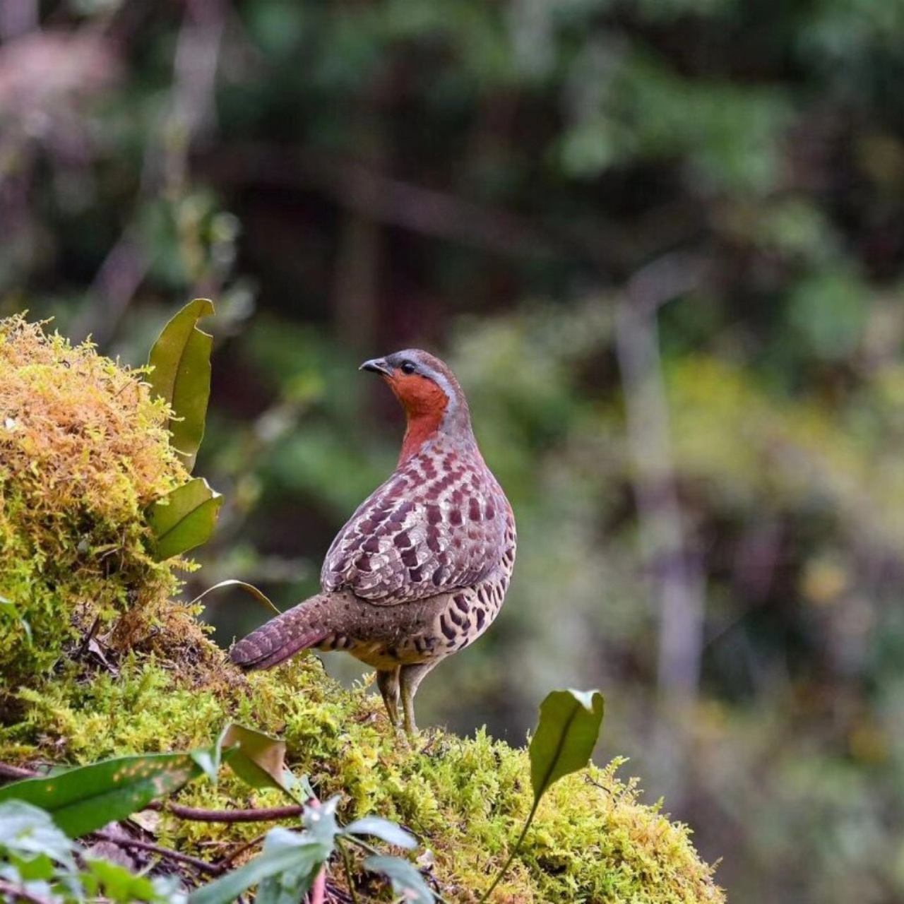 92作为国家三级保护动物,它不仅仅是一种珍稀的鸟类,更是大自然