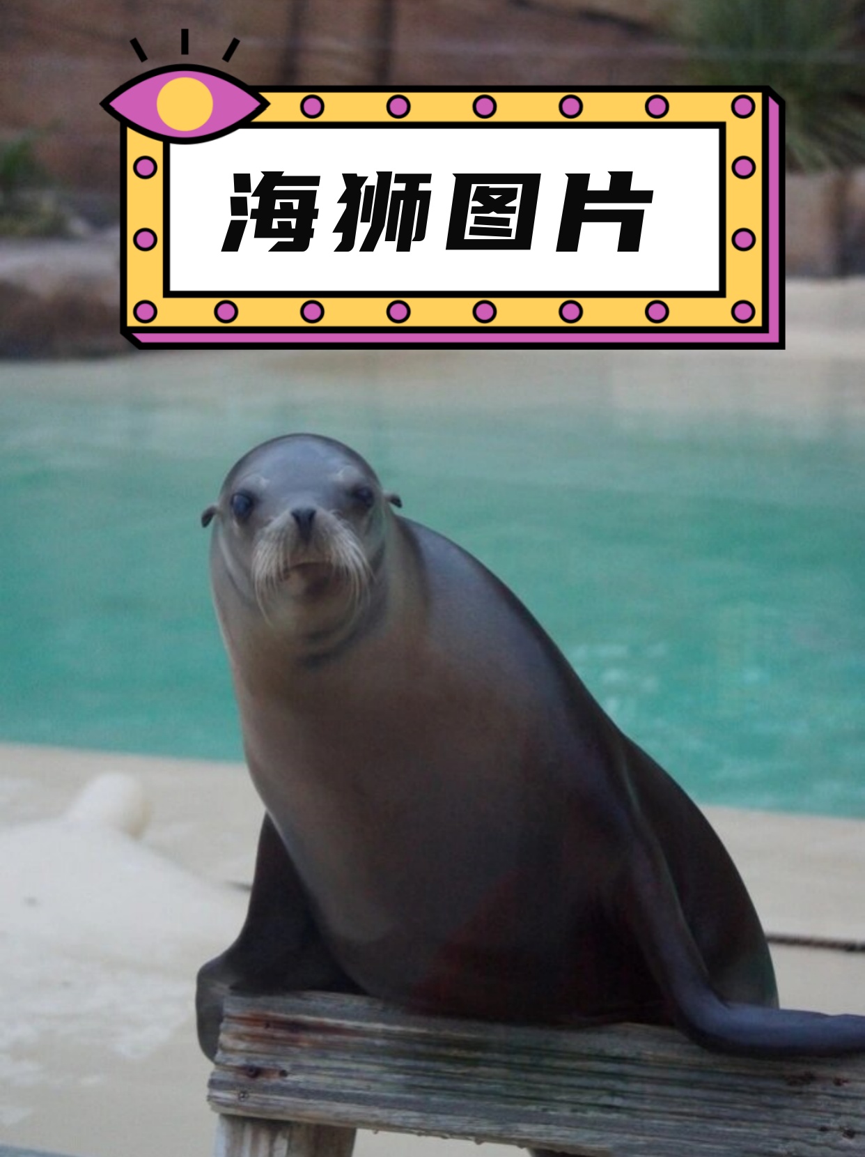 它们生活在太平洋东北部沿岸,通常在岩石上或沙滩上晒太阳