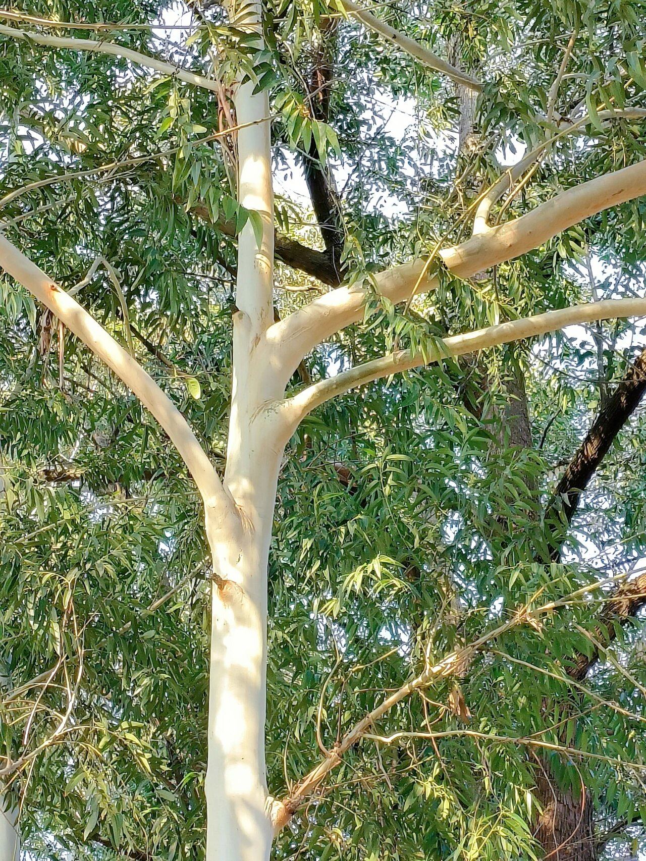 桉树图片 今天和我和大家分享一下桉树: 桉树的秘密:源自澳大利亚