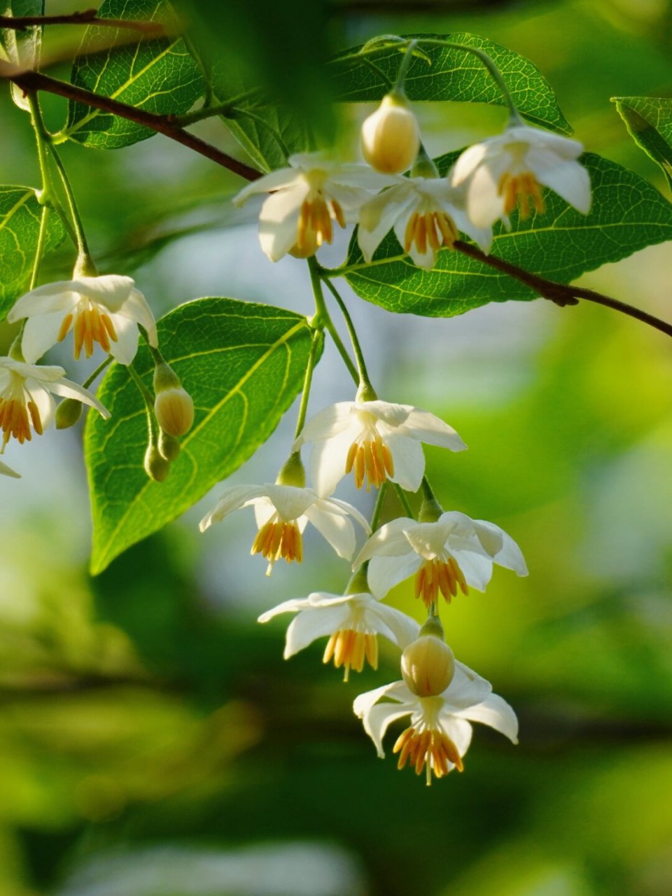 植物:大花野茉莉  大花野茉莉,听名字就让人心生向往.