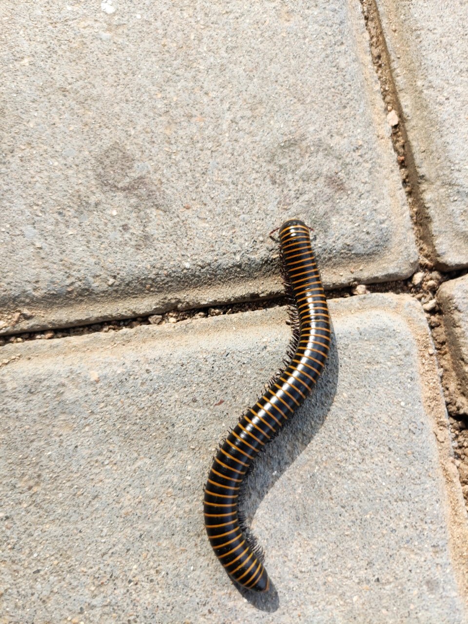 马陆虫图片  在公园看见这样一条虫子,长满了腿一开始我还以为是蜈蚣