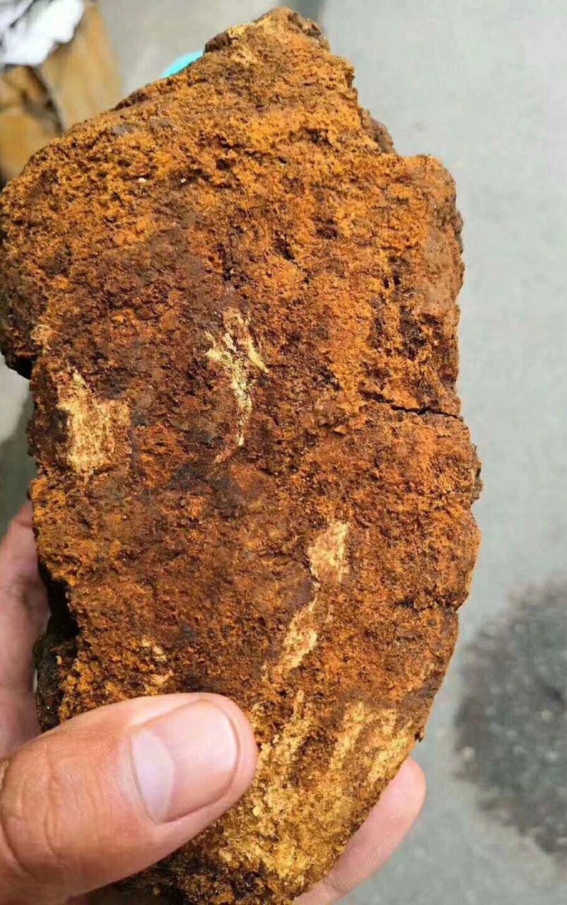 桦树茸,又名白桦茸,桦褐孔菌,是一种生长于白桦树上的药用真菌