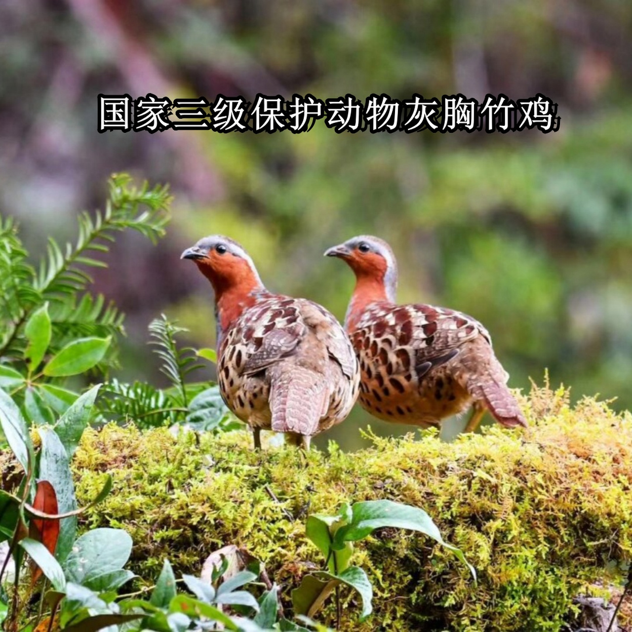 国家三级保护动物灰胸竹鸡  92作为国家三级保护动物,它不仅仅是一