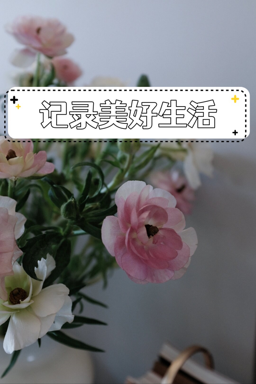 记录美好生活  每当阳光洒满大地,我都会拿起相机,记录下这美好的瞬间