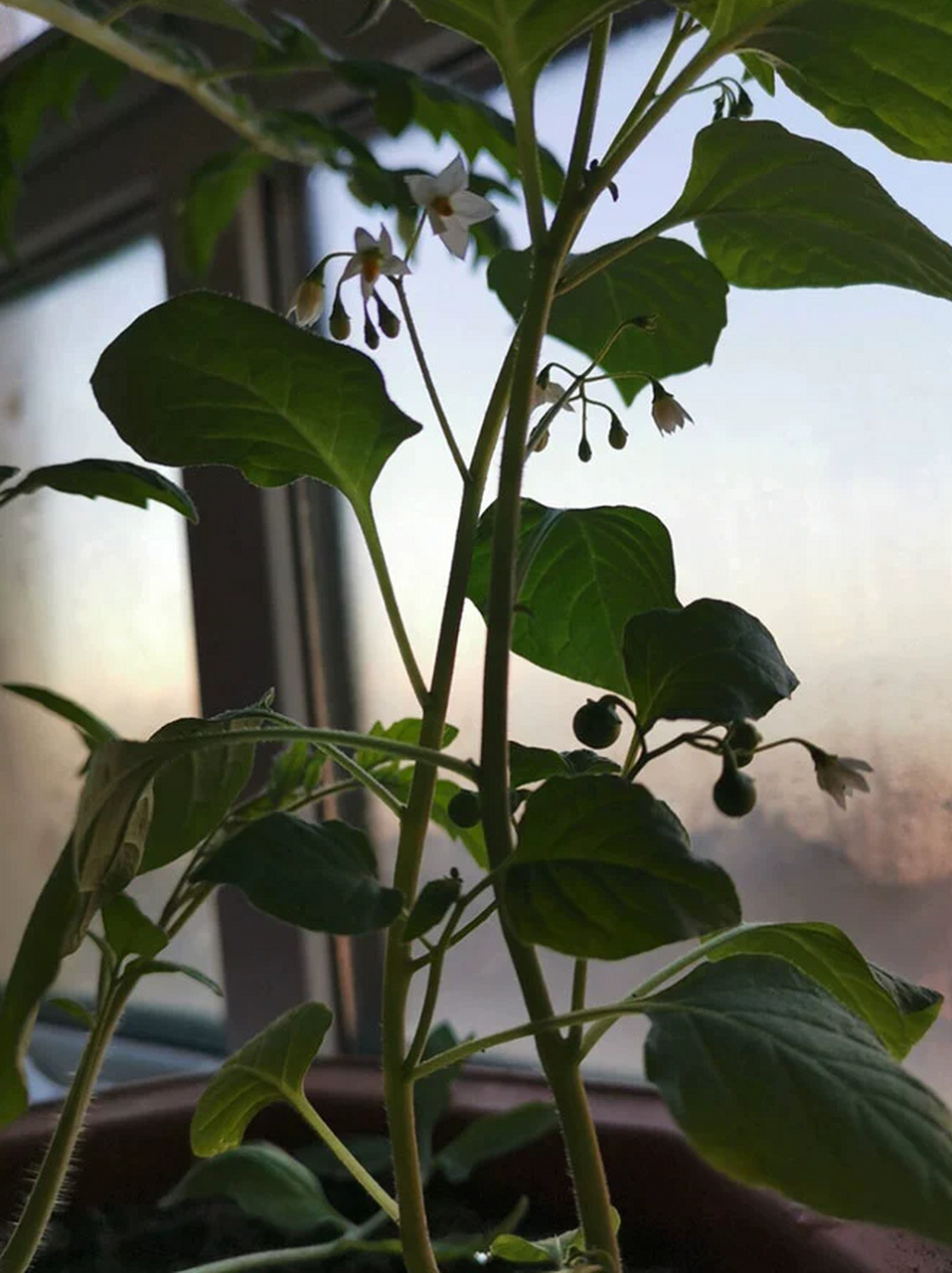 养护龙葵需确保充足阳光,适中水分,肥沃排水良好的土壤,温暖湿润环境