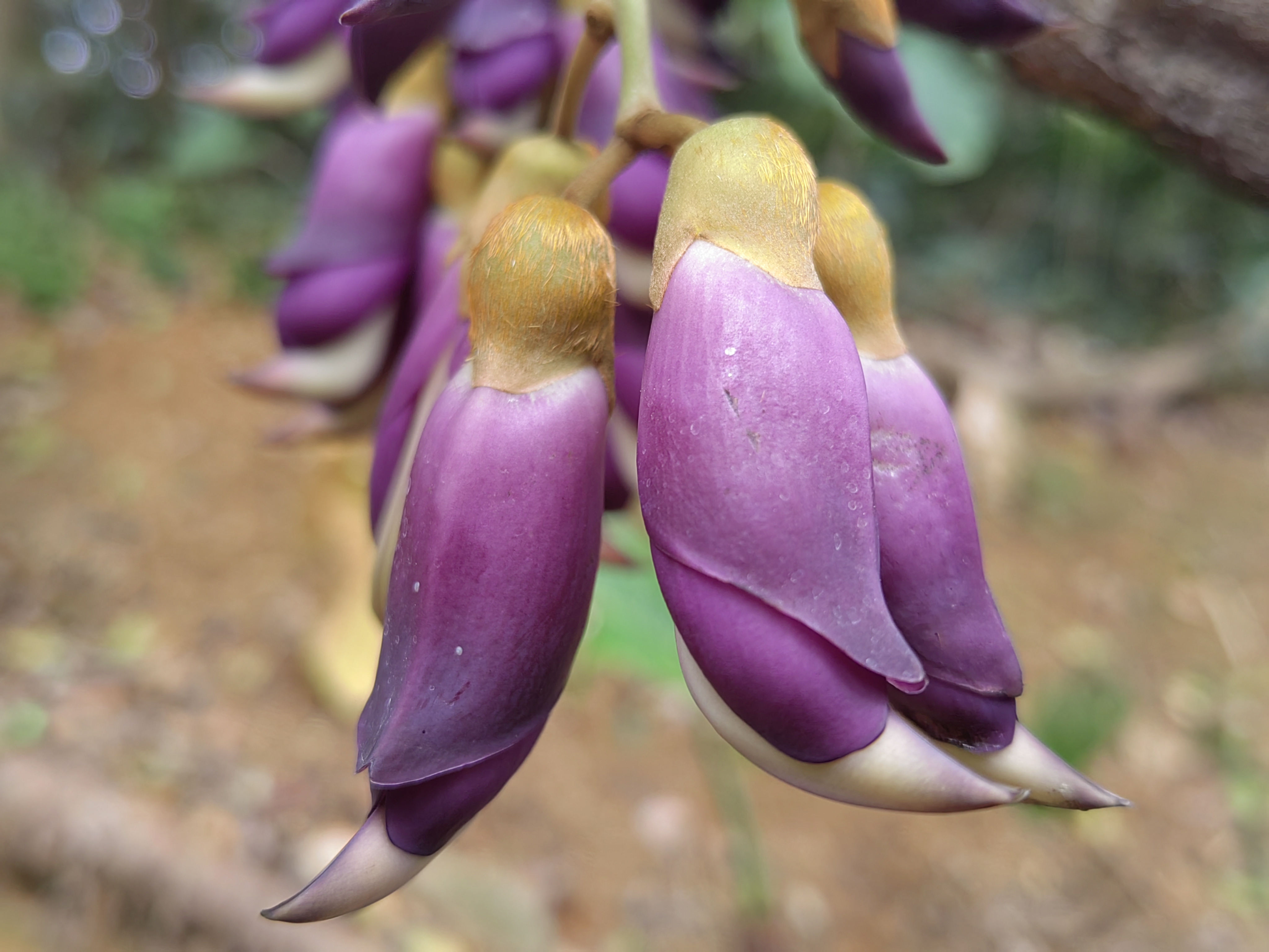 大全紫色禾雀花图片黑底禾雀花图片禾雀花图片大全大图笔雀花一种藤蔓