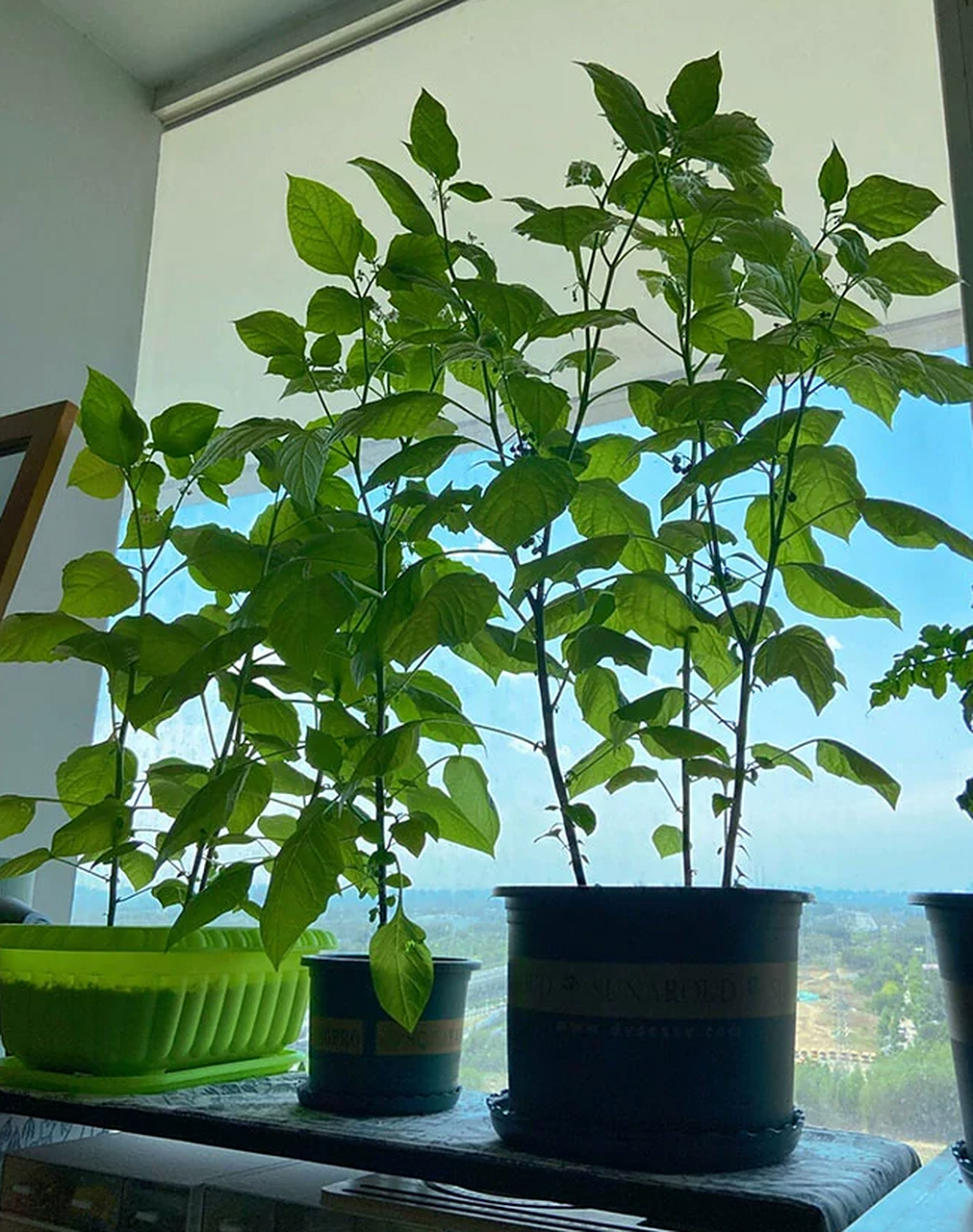 养护龙葵需确保充足阳光,适中水分,肥沃排水良好的土壤,温暖湿润环境