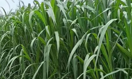 想种植牧草有没有推荐——热研4号王草