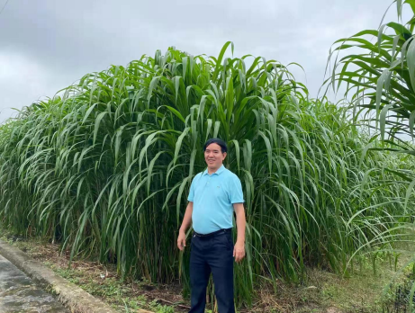 想种植牧草有没有推荐——热研4号王草