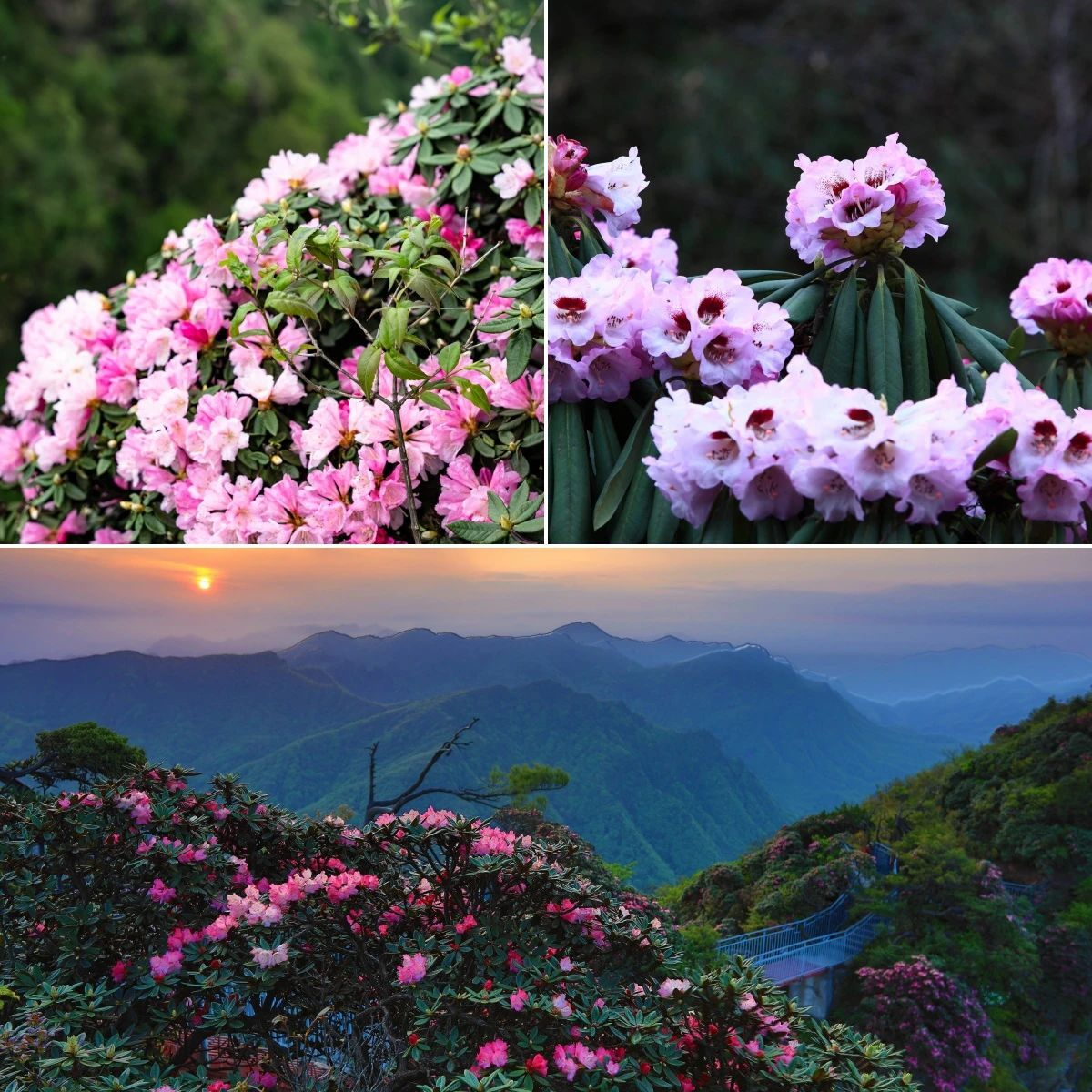 光雾山风景区的春天图片