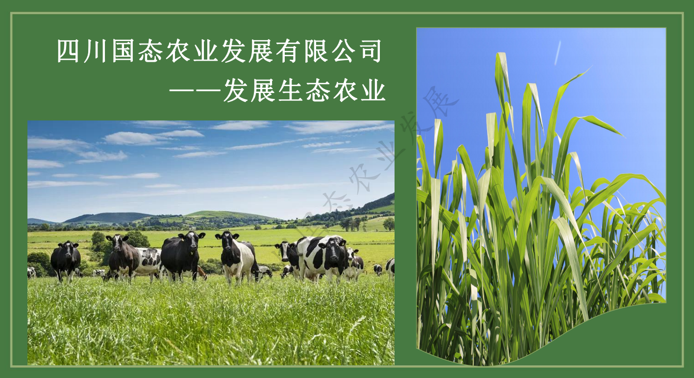 想种植牧草有没有推荐——热研4号王草