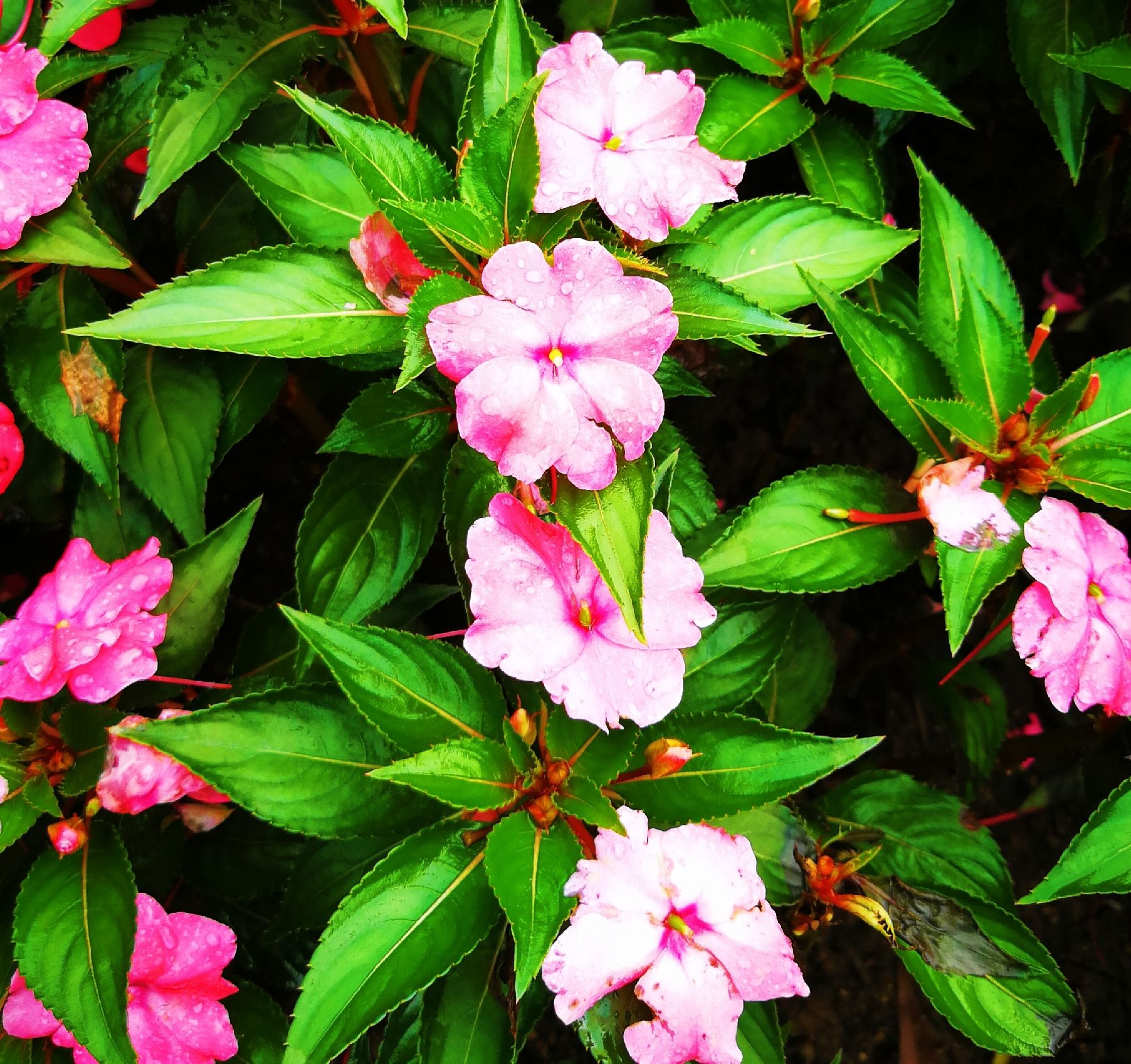 玻璃翠需要施肥吗?怎样施肥更合适?