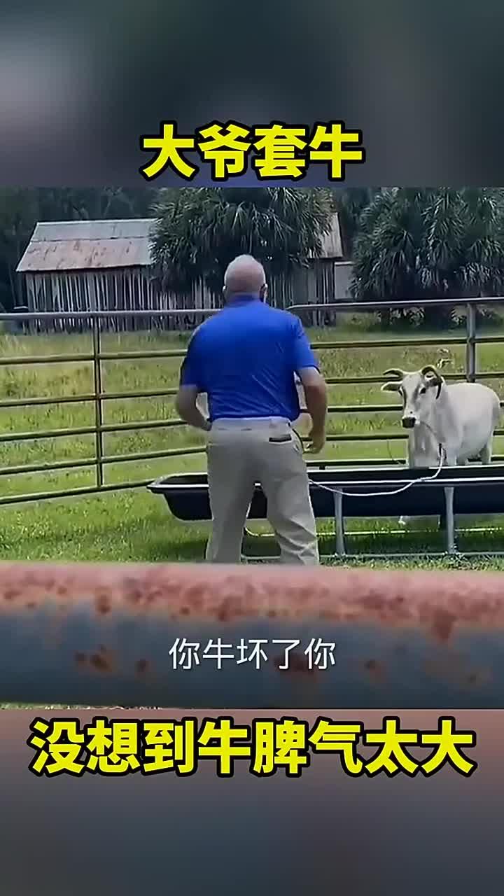 大爷套牛没想到牛脾气这么大