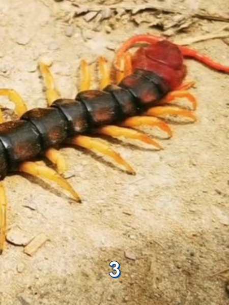 广西壮族揭秘剧毒巨蜈蚣惊现野外探险需谨慎3