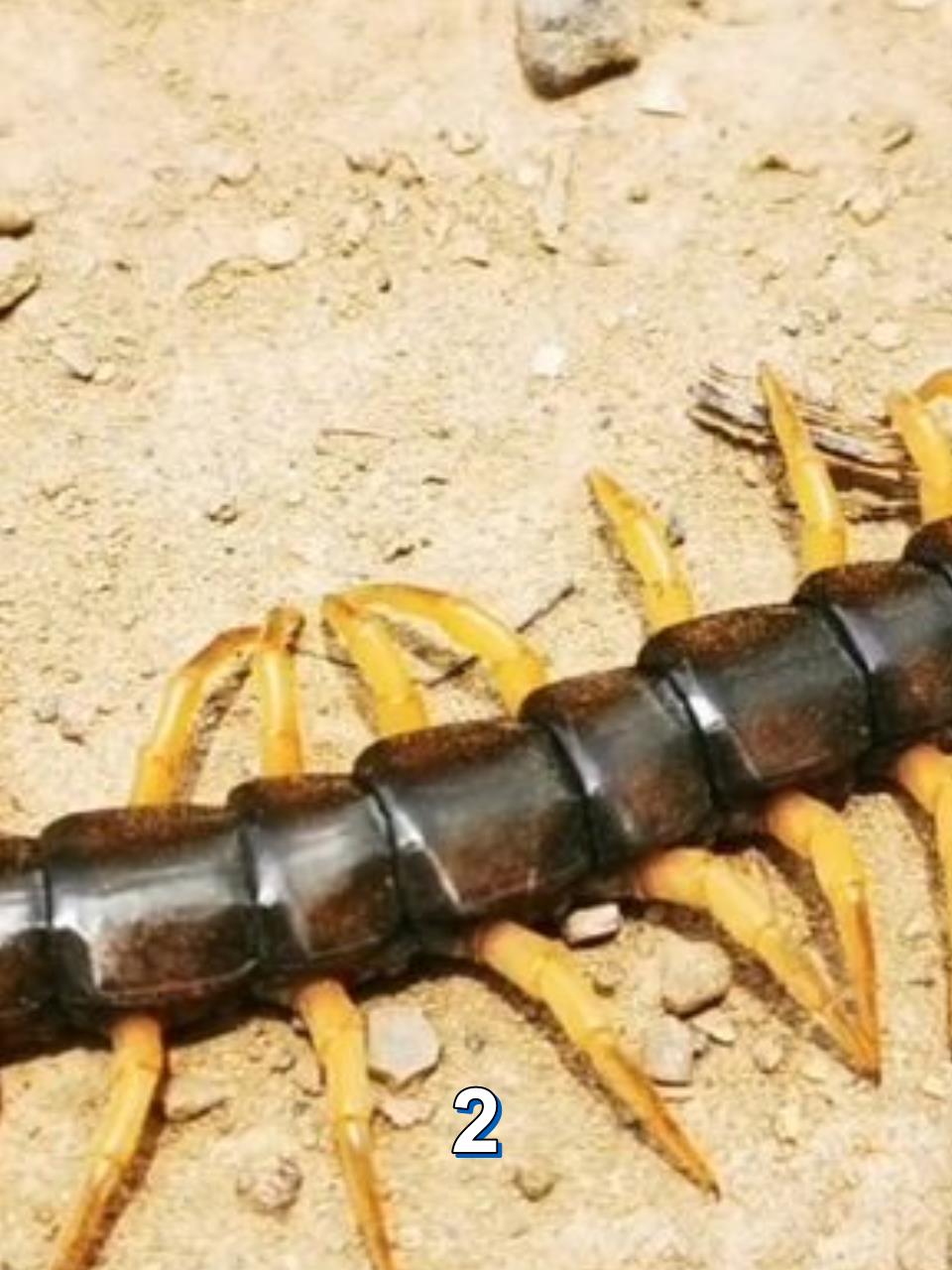 广西壮族揭秘剧毒巨蜈蚣惊现野外探险需谨慎2