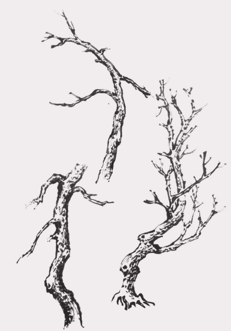 国画树干的画法步骤  画树干时要注意"树分四枝",即前,后,左,右四个