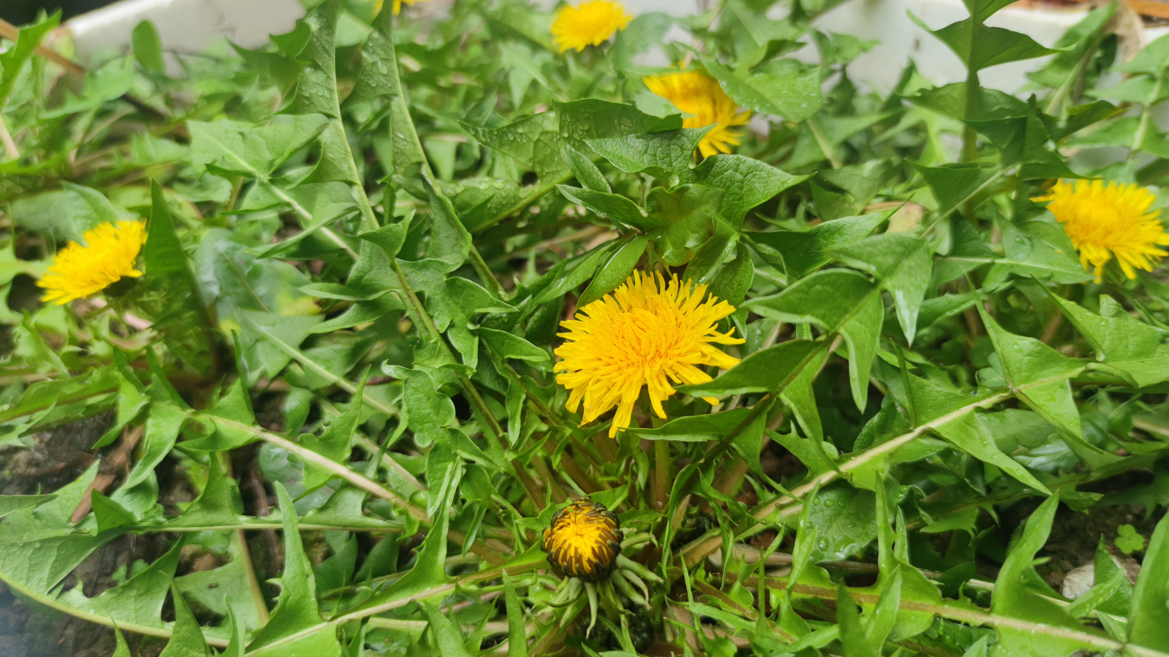 蒲公英开花图片