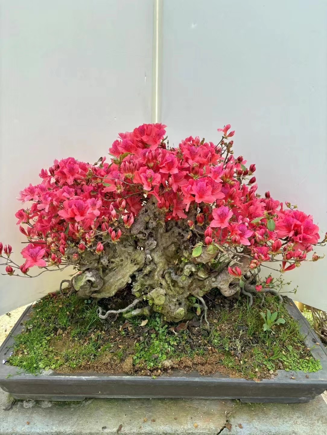 原生的映山红盆景