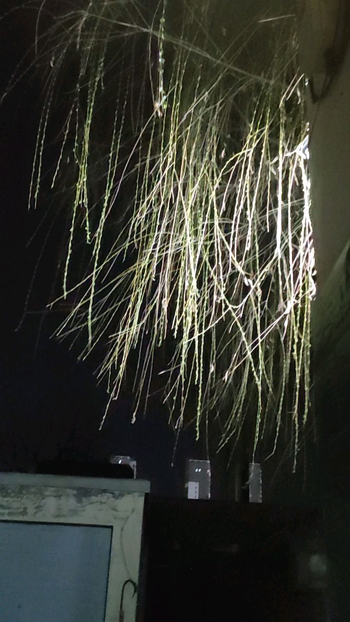 吐芽的柳枝在夜晚的春风中飘摇