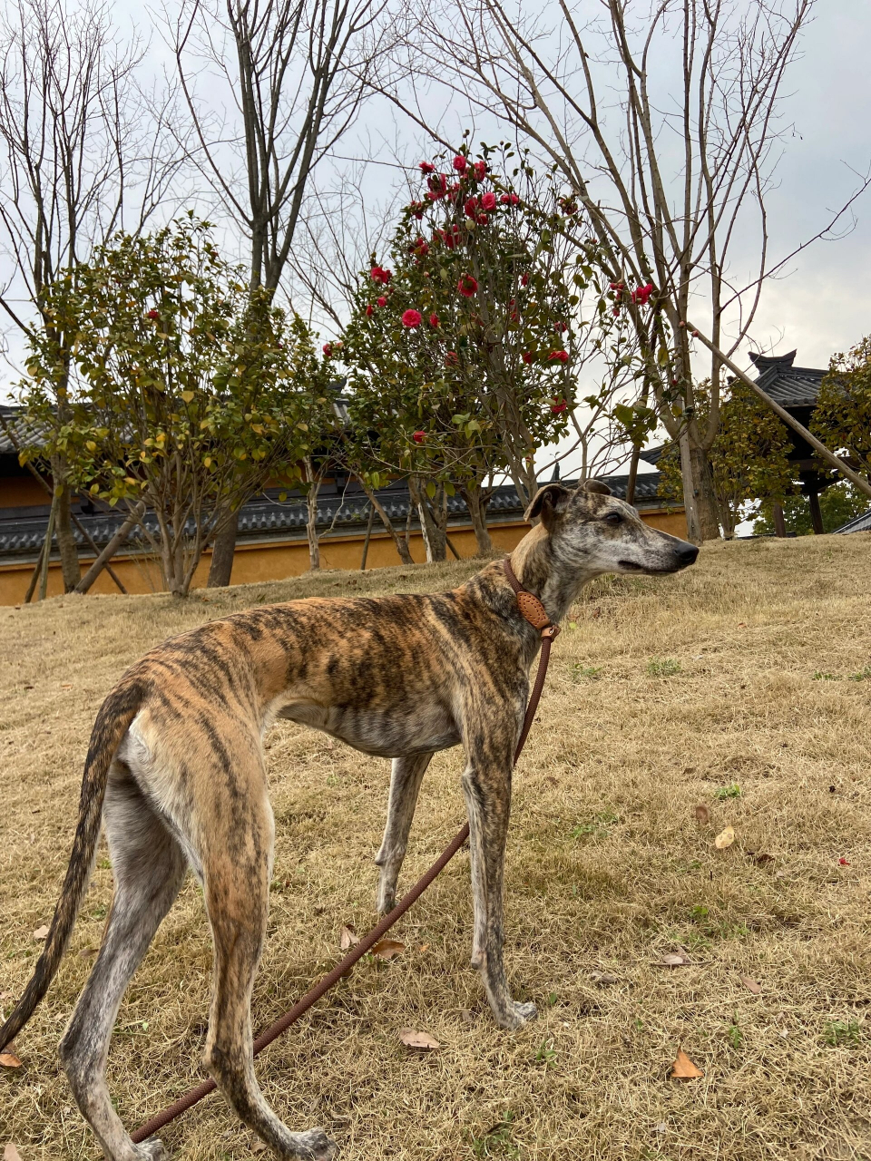 啸天犬的原型图片