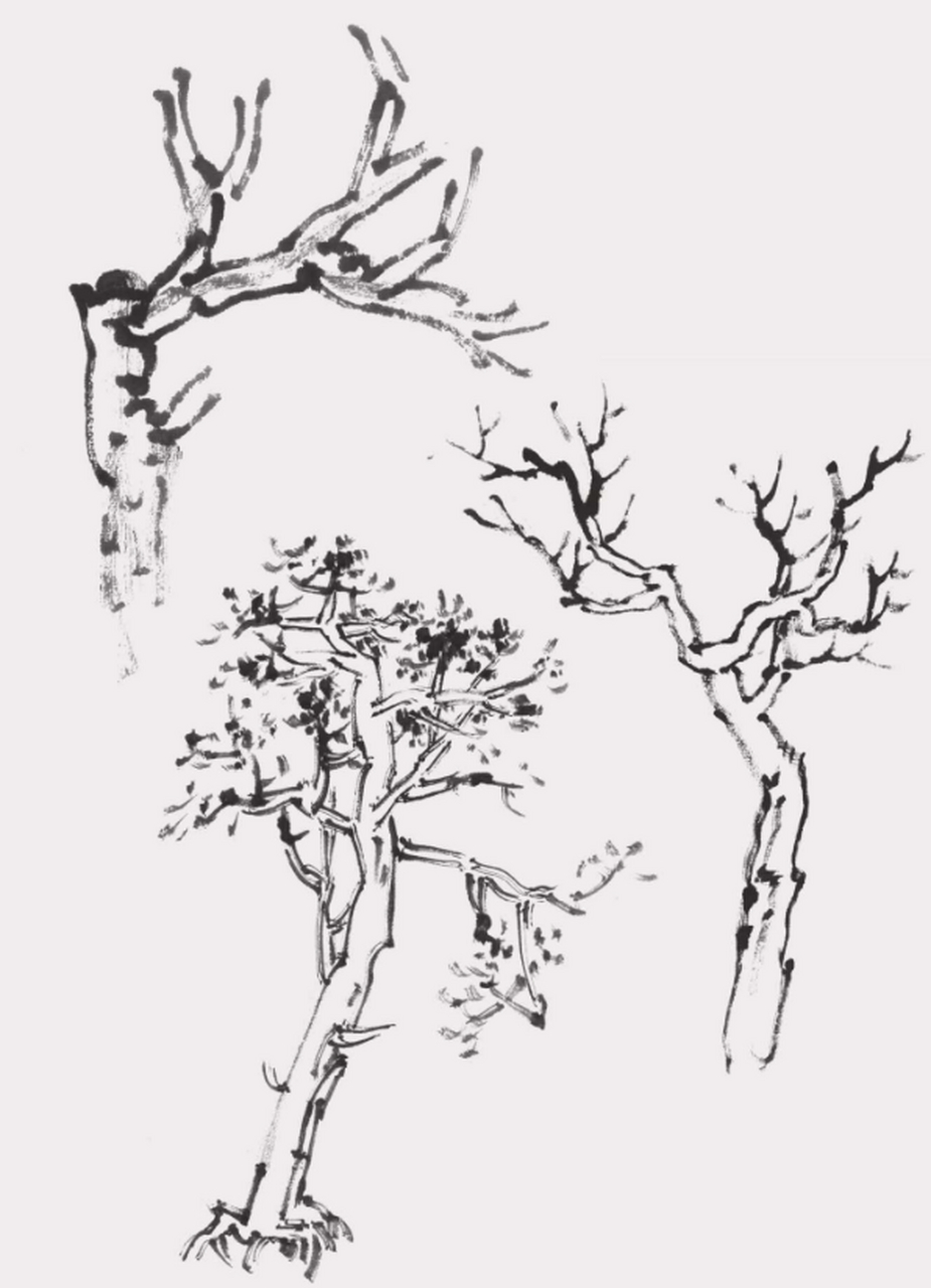 画树干时要注意"树分四枝",即前,后,左,右四个