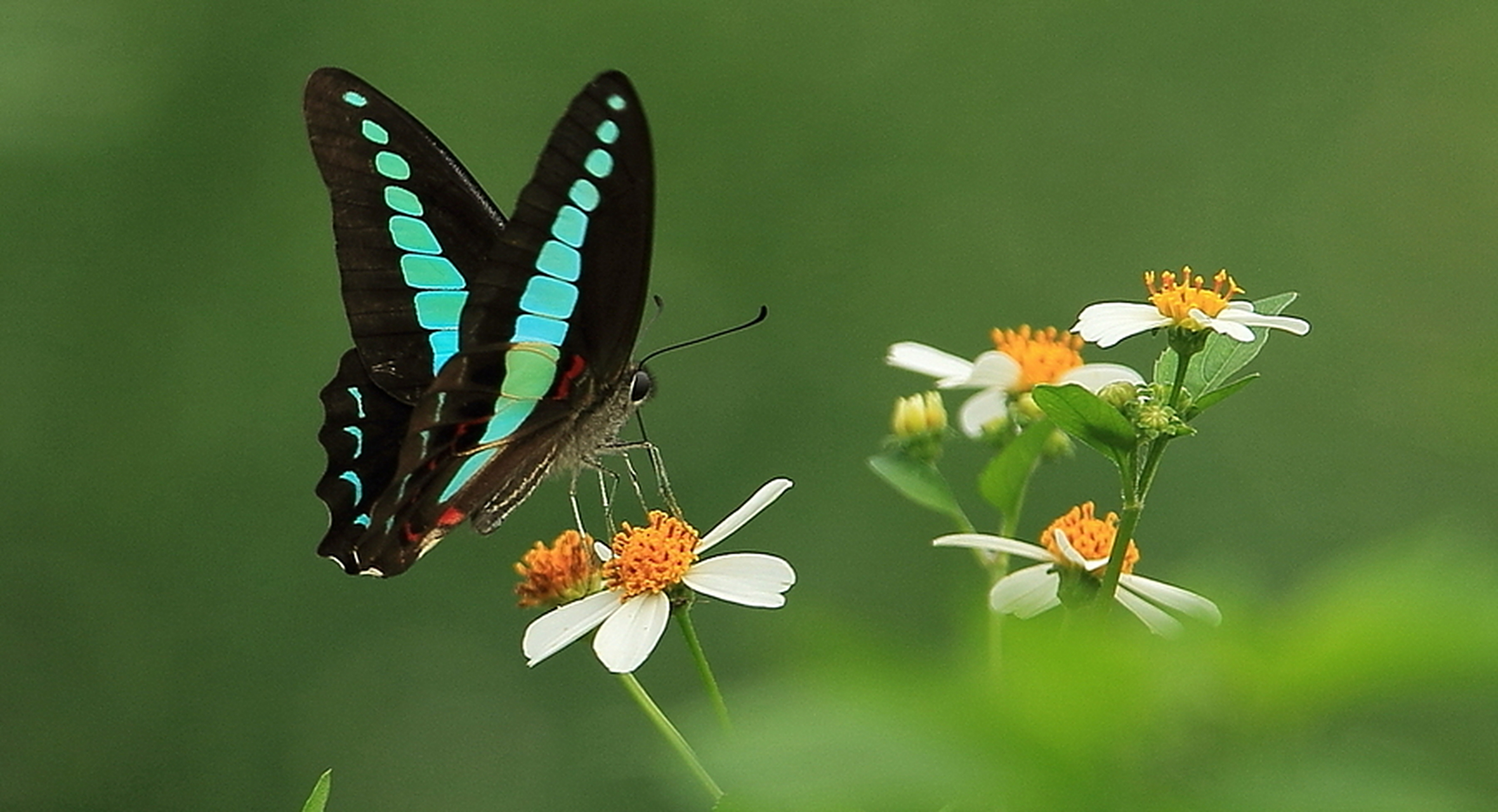 分享春天里的花花草草# 这种蝴蝶叫青凤蝶,是枝裕和在《比海更深》里