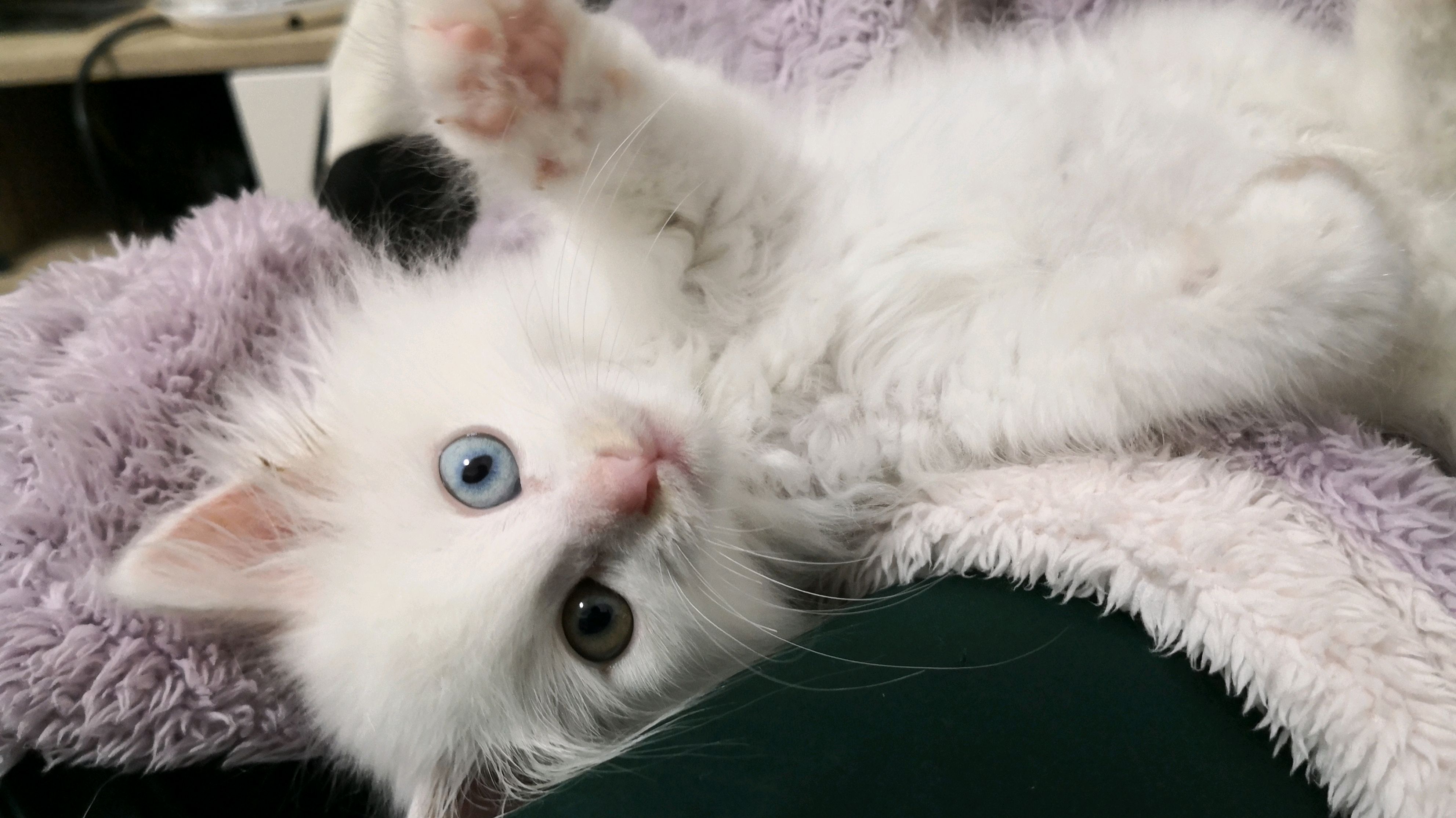 猫咪异瞳耳聋不容易,白猫有灵,它会给你带来好运的