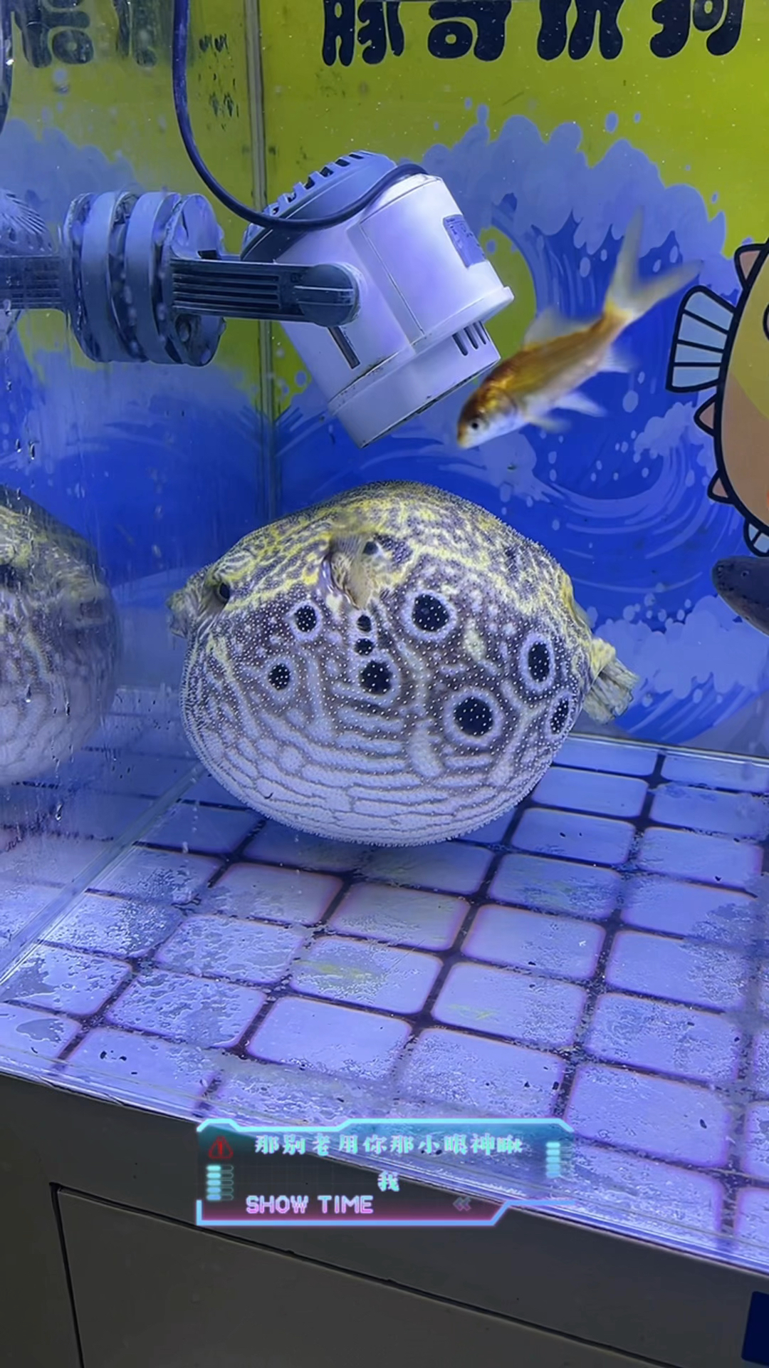 电鳗真猛呀这给麒麟狗头电的