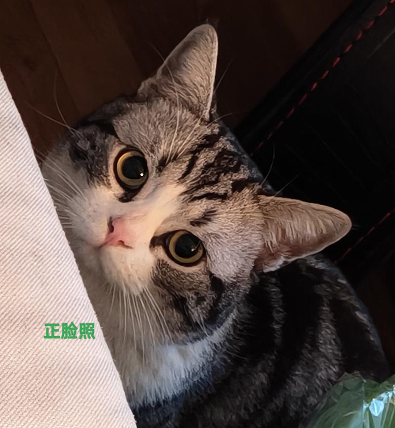 德阳市旌阳区有偿寻找美短加白矮脚猫