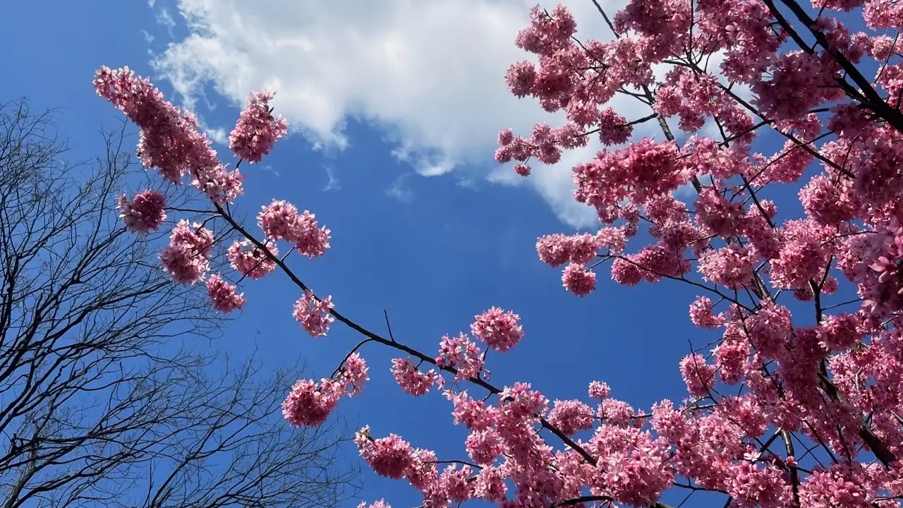 花开花落,顺天时;云卷云舒,任自然