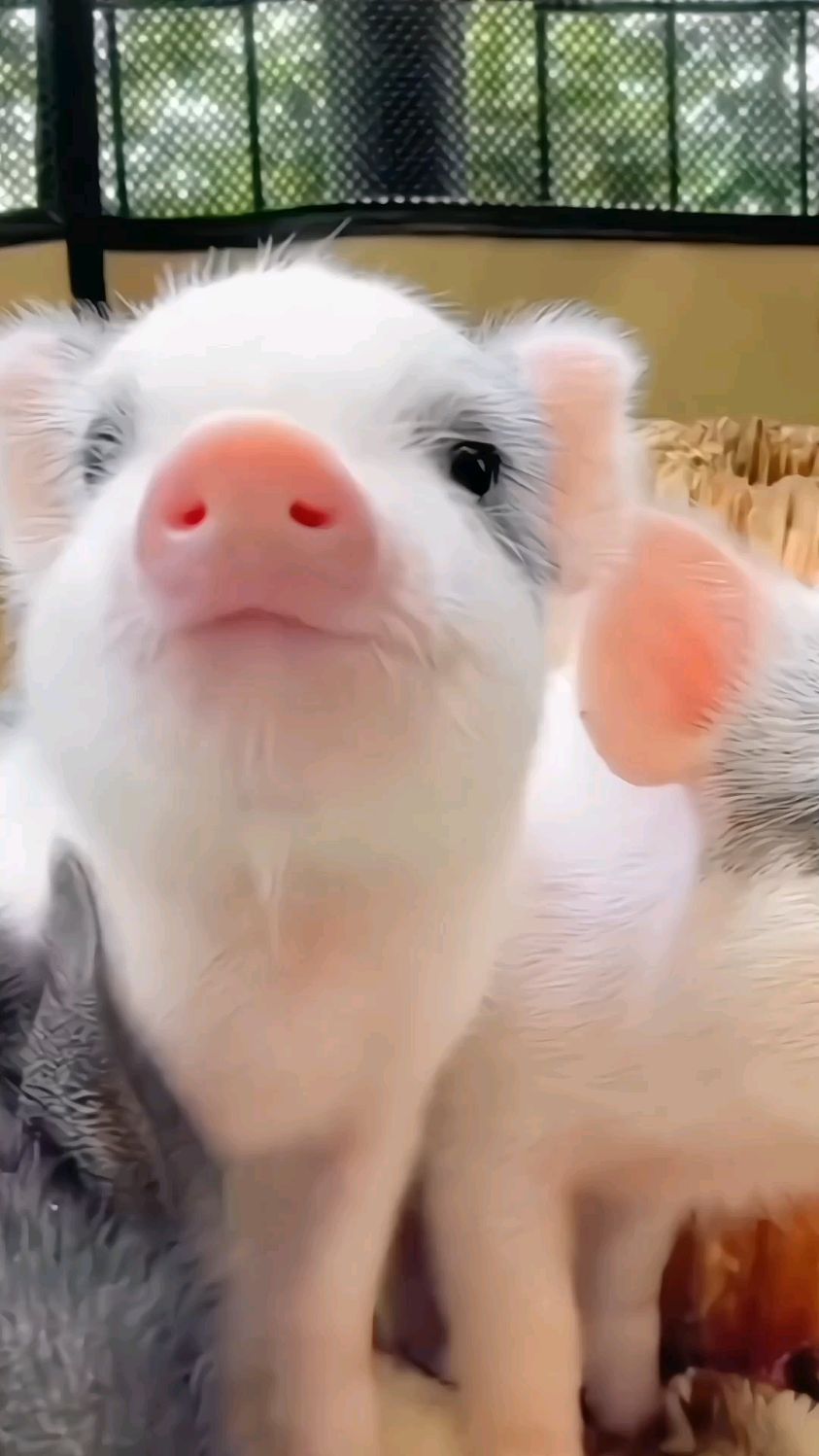 小猪猪可爱到萌翻了