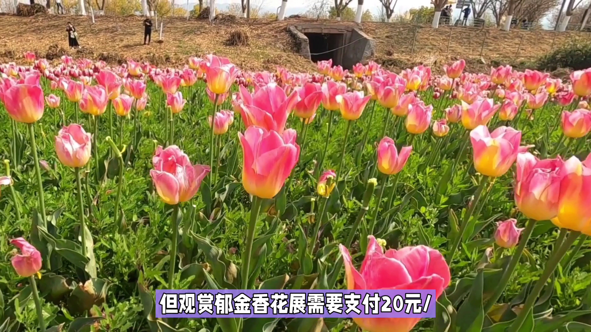 赏花季:昆明捞鱼河郁金香花海