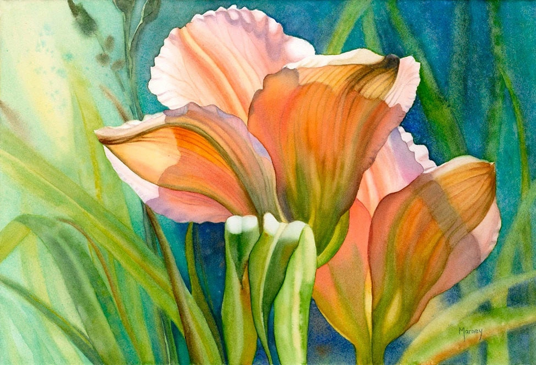 画家marney ward水彩绘画作品欣赏,用绚丽的色彩绘制出盛开的花朵