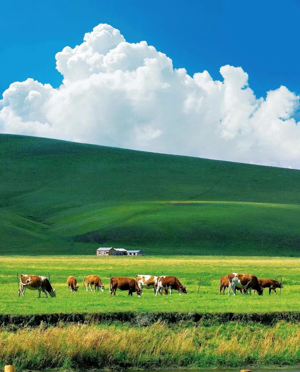 绿绿的青草9797牛羊遍地 蓝天白云飘过头顶 春暖花开,离开城市的