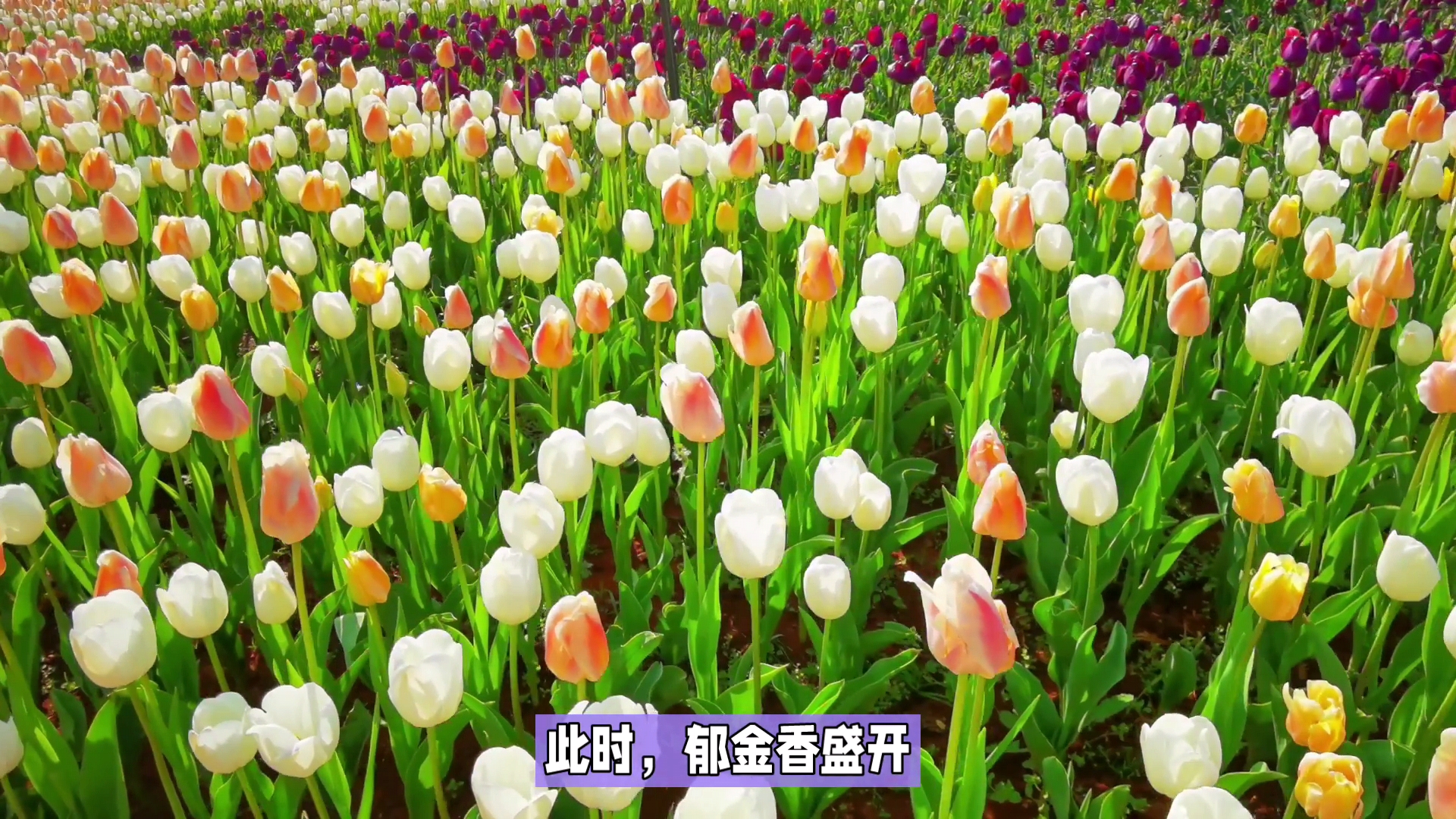 赏花季:昆明捞鱼河郁金香花海