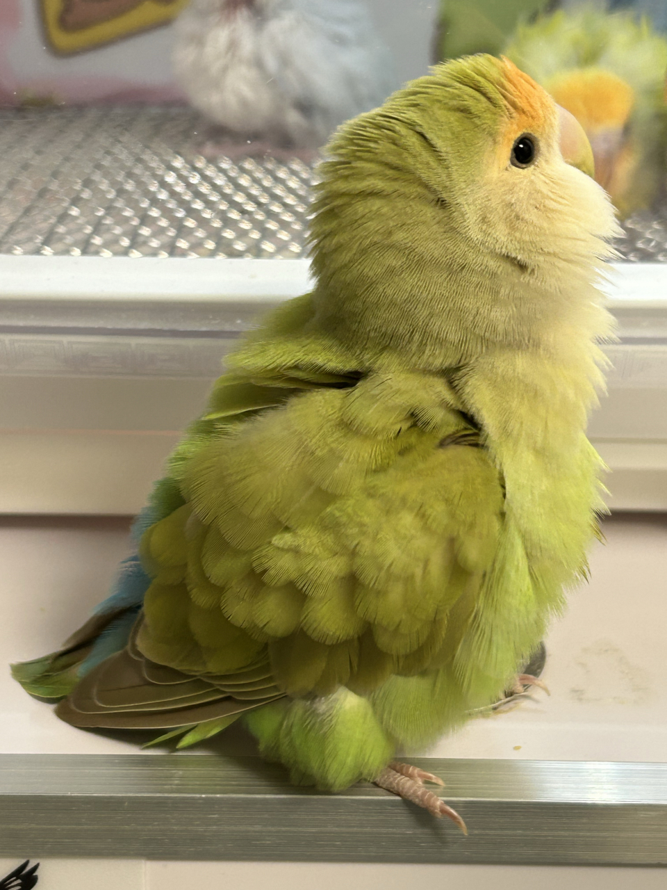 苹果绿美桂  #鹦鹉# #萌宠# #手养鹦鹉# #牡丹鹦鹉# #鸟# #宠物