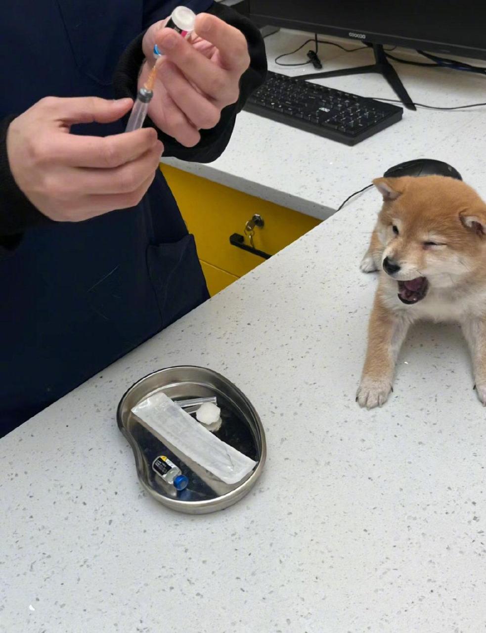 小狗的表情仿佛在说,长的再帅又怎么样,我也不喜欢打针