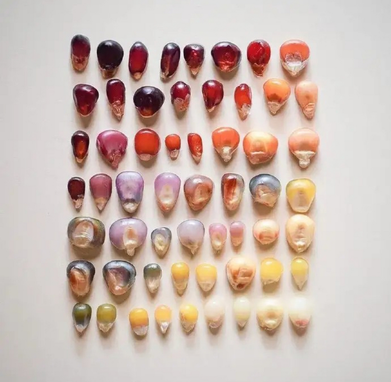 玉米原来有这么多种颜色,五颜六色,还挺漂亮