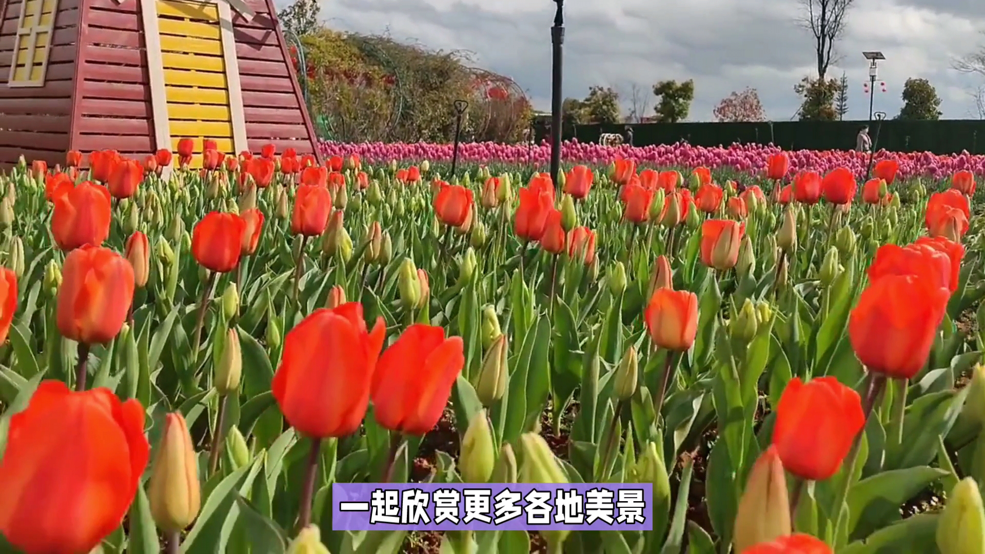 赏花季:昆明捞鱼河郁金香花海