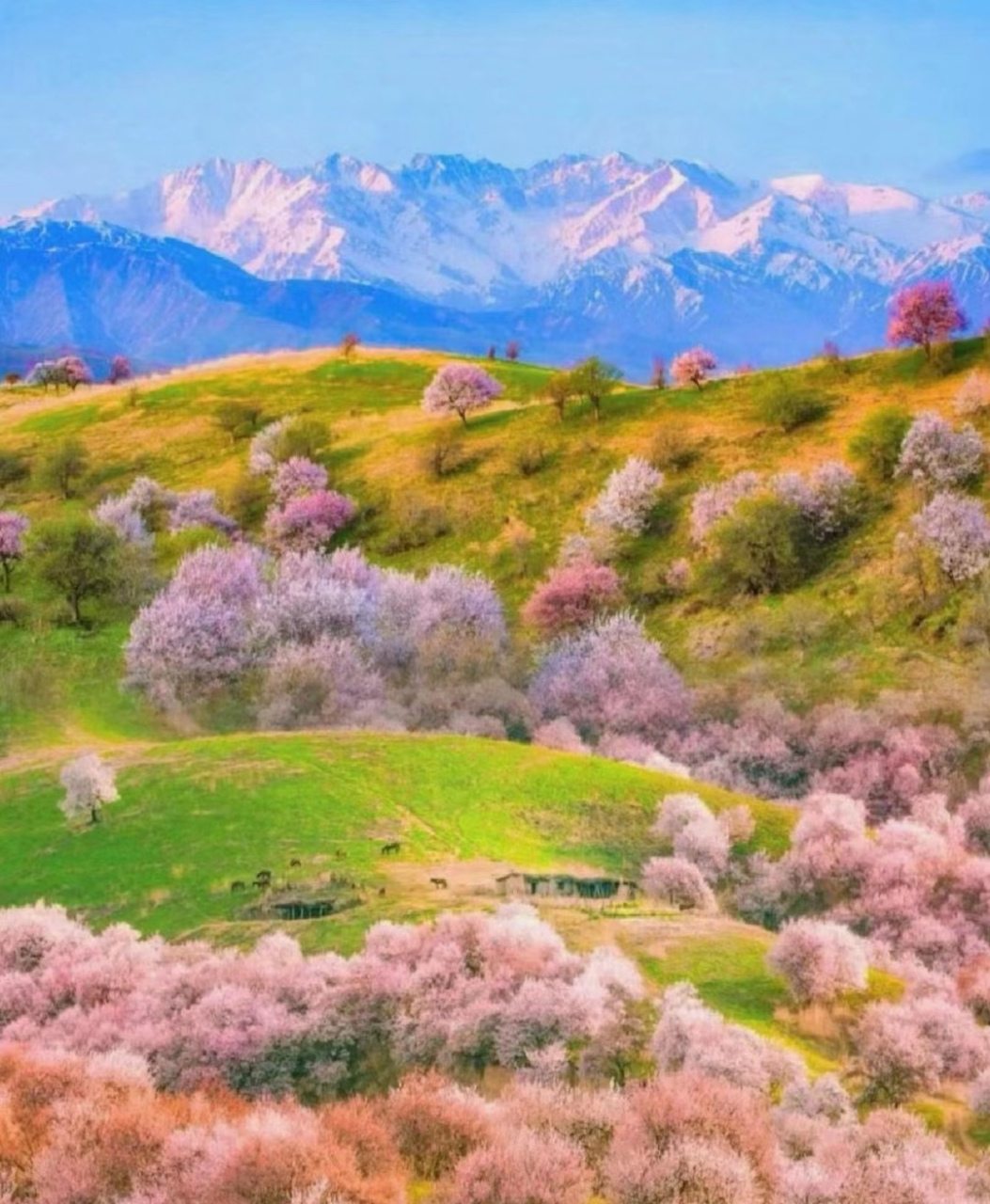 缘溪行,忽逢杏花林,夹岸数百步,芳草鲜美,落英缤纷….