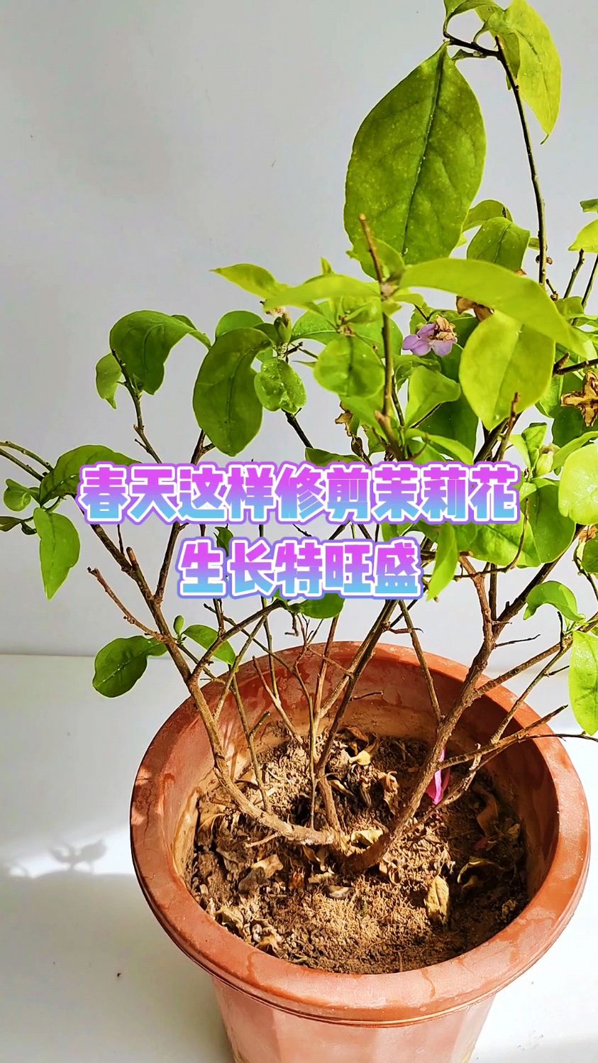 茉莉花修剪方法图片