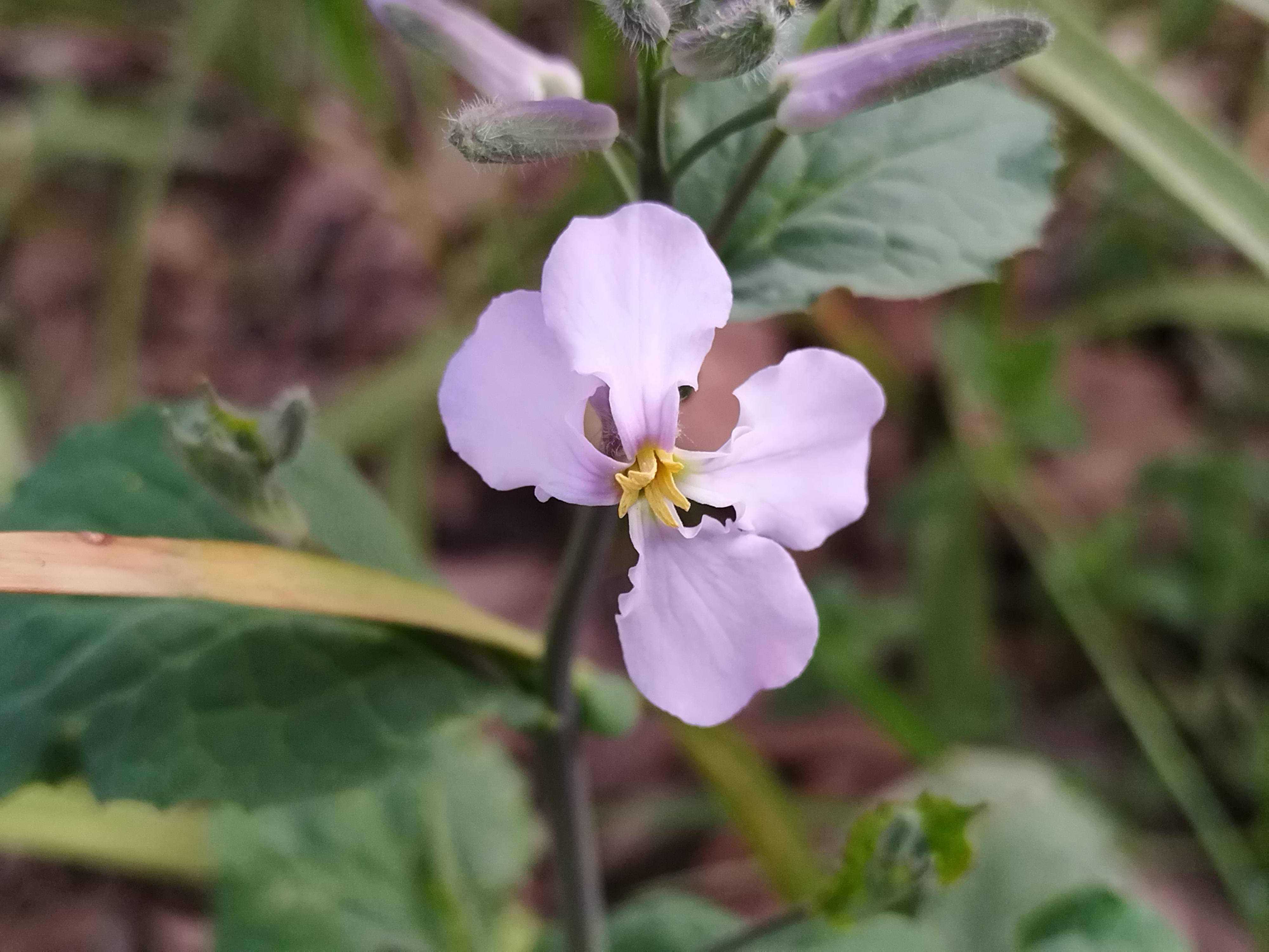 诸葛菜又称二月兰