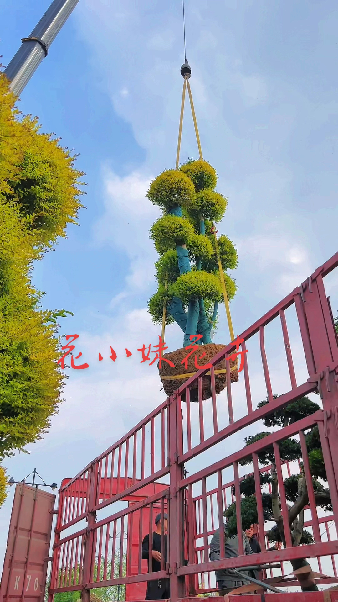 亮晶女贞造型树四季不落叶适合庭院别墅农家小院栽植