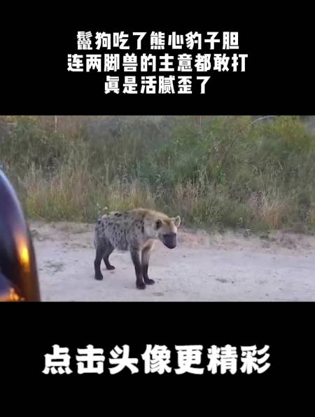 鬣狗吃了熊心豹子胆连两脚兽的主意都敢打真是活腻歪了