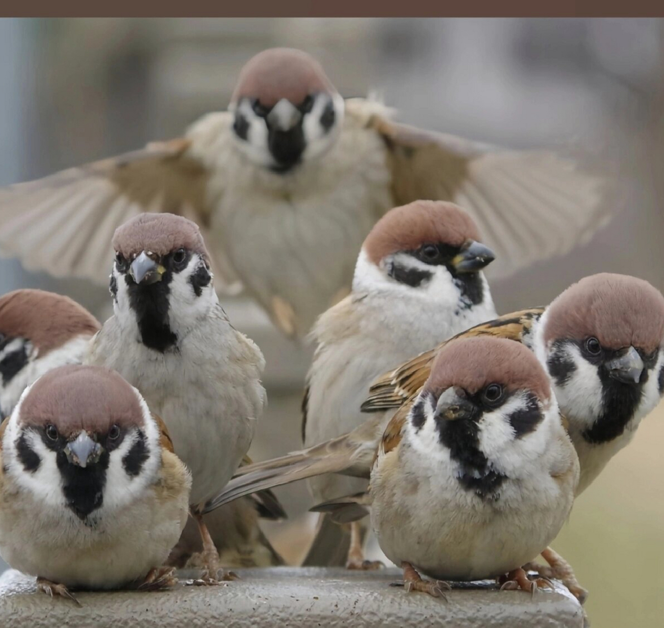 今天我要和你们分享一种非常有趣的动物——树麻雀92.