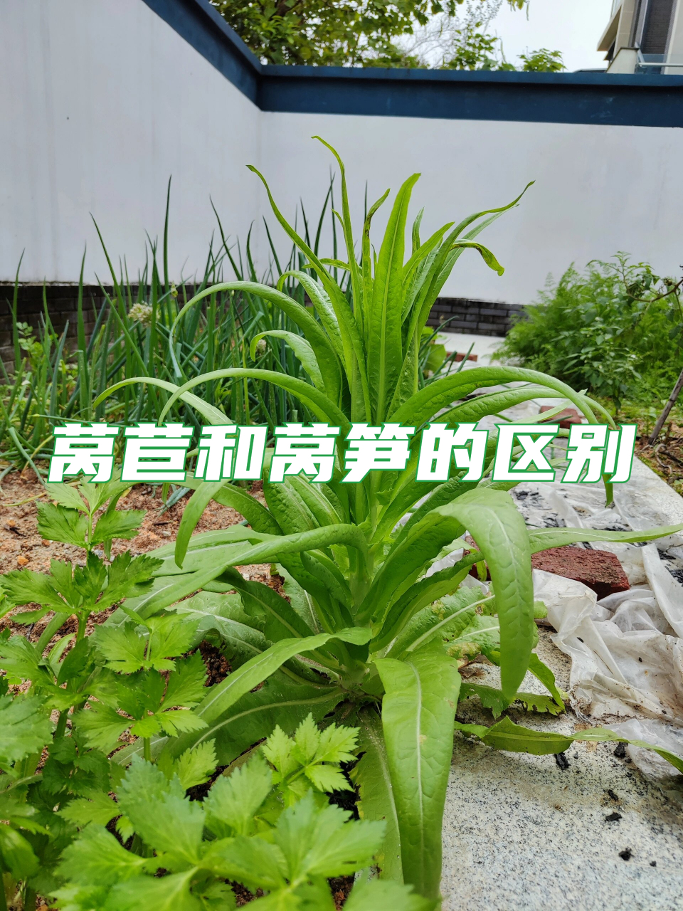 莴苣和莴笋的区别  对于爱吃莴笋的我来说,一直以为"莴苣"和"莴笋"是